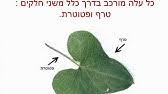 טרף  ופטוטרת.jpg