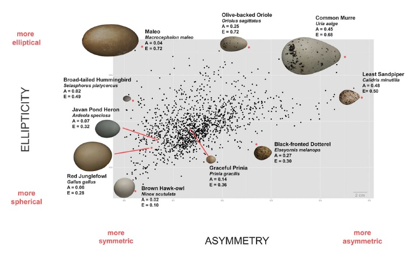 Egg Shape.jpg